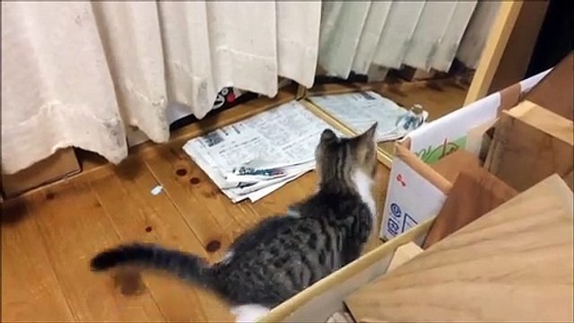 Chat mignon et chaton mignon