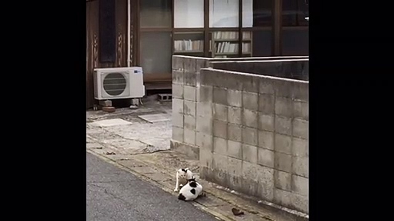 Cats intense fight