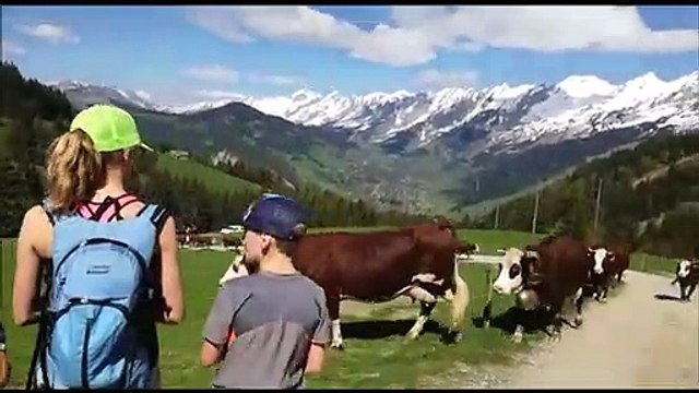 Emmontagnee : les vaches montent aux alpages à la clusaz