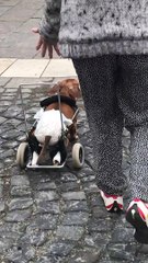 Happy Dog on Wheels Wanders Down Sidewalk