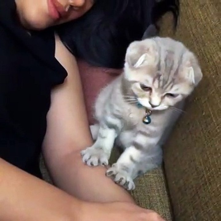 Precious Paws Massage