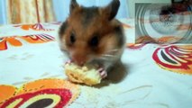 Hamster guardando una tostada en sus cachetes