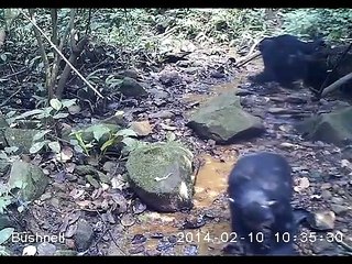Chimpancés salvajes que pescan cangrejos de agua dulce