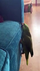 Quelle technique d'un perroquet pour descendre.. d'un canapé !