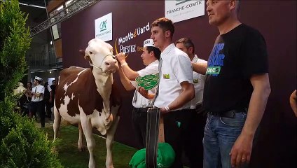 Lunedemiel, de Haute-Loire, grande championne au montbéliarde Prestige à Micropolis