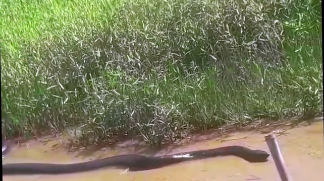 Des touristes tombent sur un énorme anaconda... Monstre impressionnant