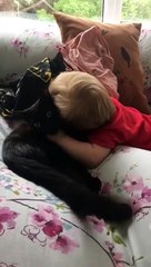 La tête de ce chat, câliné par un bébé !