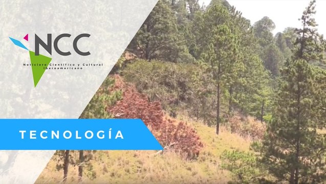Una plaga amenaza los bosques hondureños