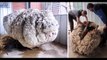 Ils découvrent un mouton qui n'a pas été tondu depuis 5 ans