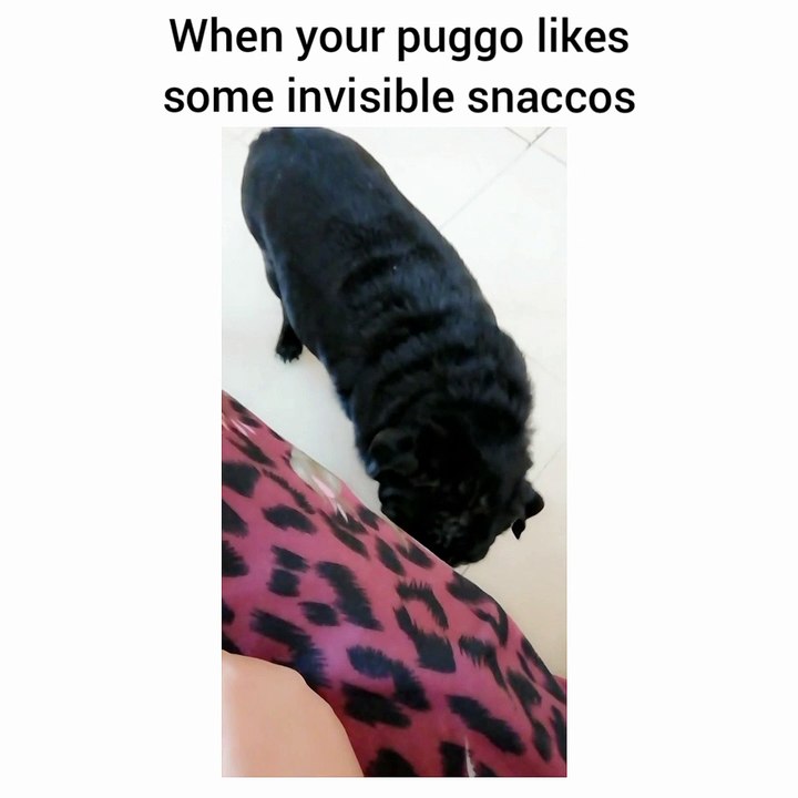 Puggo likes invisible snaccos