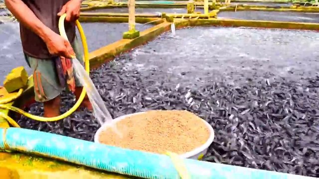 Ceci est une ferme d'élevage de poissons chats... Impressionnant
