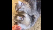 Two Cute Kittens Having Great Time Together