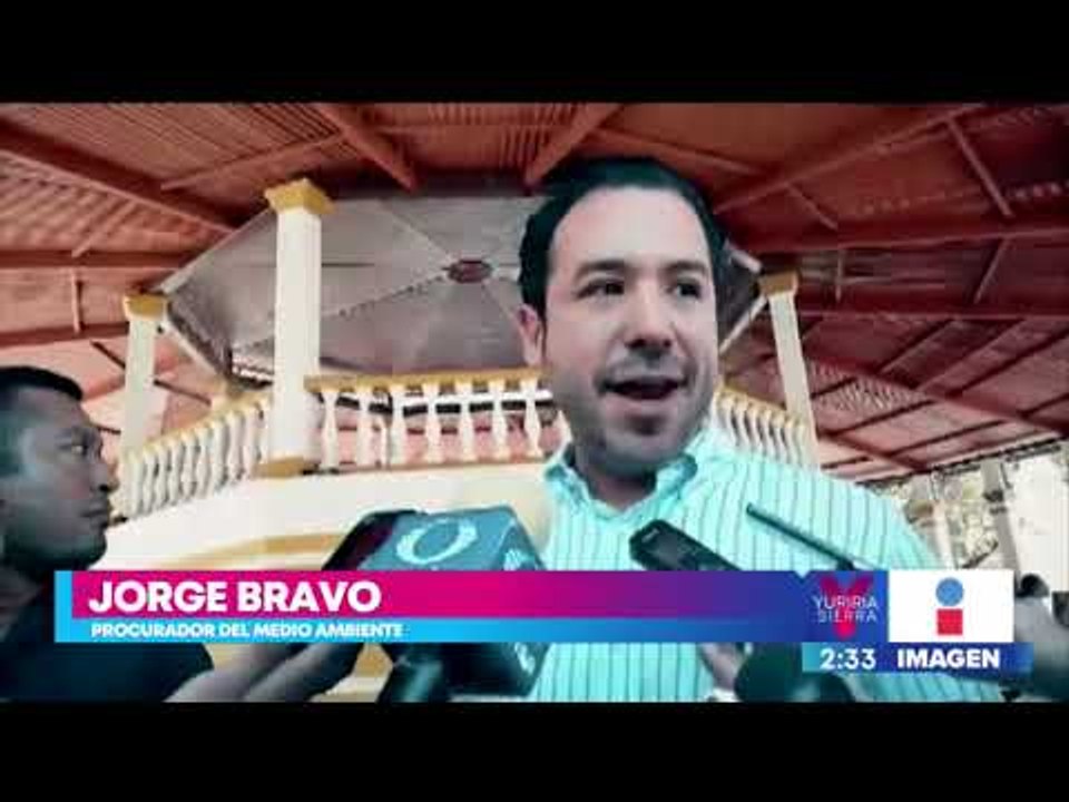 ¡Imperdonable! Envenenan a 50 perros y gatos callejeros en Campeche | Noticias con Yuriria Sierra