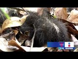 Mueren 10 monos saraguatos por la sequía en Minatitlán, Veracruz | Noticias con Yuriria Sierra