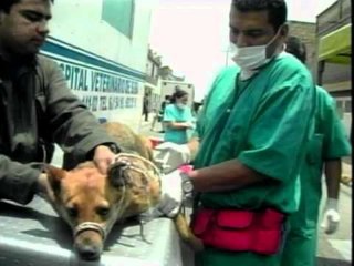 Coja Oficio 01 - Protector Canino