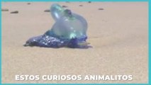 Internacional | Más de tres mil personas picadas por medusas venenosas en Australia