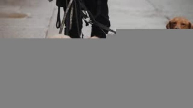 Entretenimiento | Una opción para el invierno son los leggings... para perros