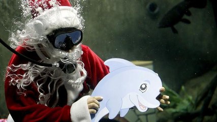 Entretenimiento | El Santa acuático que es la estrella del acuario de Guadalajara