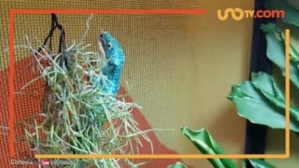 Nacional | Este es el "dragoncito azul", la especie mexicana en peligro de extinción