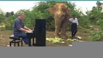 Internacional | Pianista toca música para calmar elefantes en Tailandia
