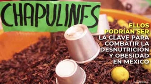 Tecnología y Ciencia | Comer chapulines es mejor que comer carne de res, pollo y cerdo