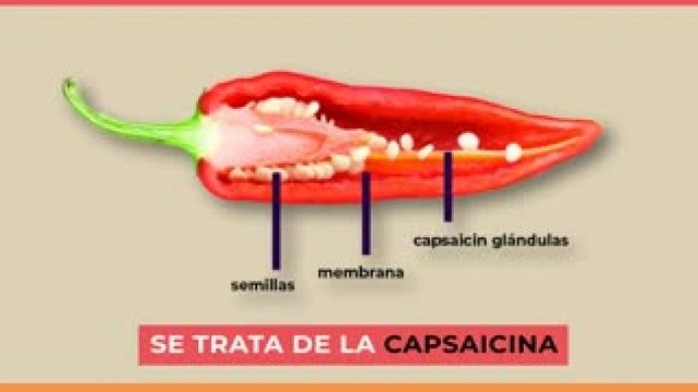 Tecnología y Ciencia | Descubren sustancia en el chile que podría ayudar a la depresión