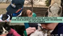 Entretenimiento | Animalitos se reúnen con sus dueños después de los incendios en California