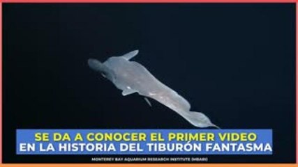 Tecnología y Ciencia | Se da a conocer el primer video del tiburón fantasma