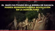 Nacional |  Extraordinario maíz mexicano que revolucionará la agricultura
