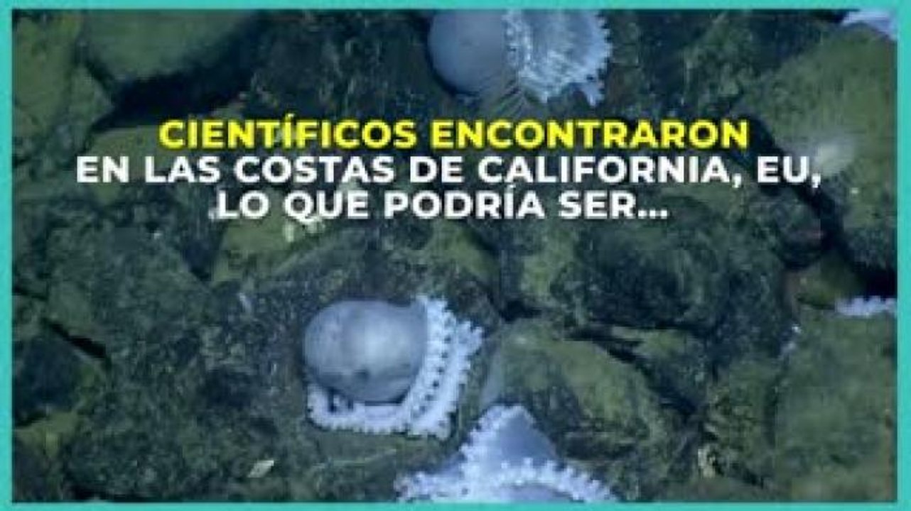 Internacional | Encuentran guardería de pulpos bebé en el Pacífico