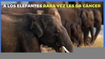 Tecnología y Ciencia | A los elefantes rara vez les da cáncer