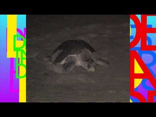 Conexión Jr. (Tortugas Marinas)