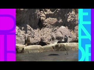 Conexión Jr.  (Lobos Marinos)