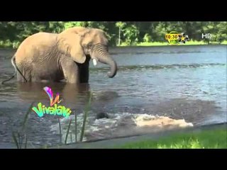 Elefante y perro son los mejores amigos