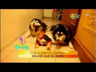 Estos perros gatean mejor que el bebé