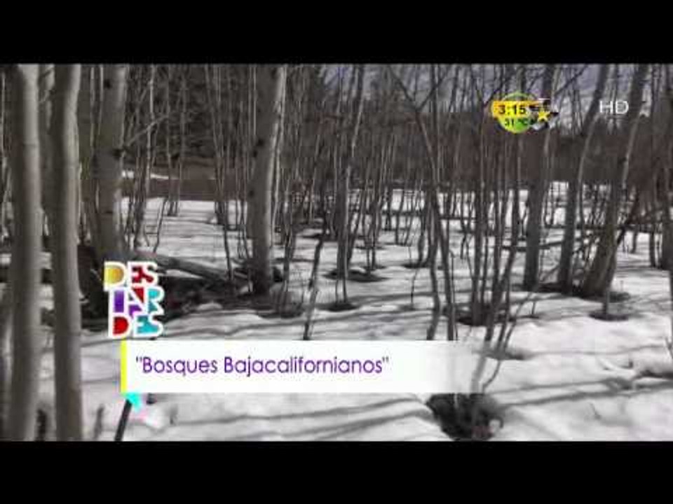 Conexión Jr (Bosques Bajacalifornianos)