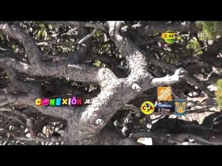 Conexión Jr (Cerro del Potosí)