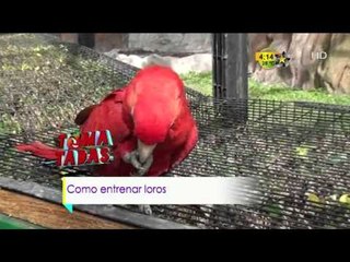 Tomatada (Guacamayas)