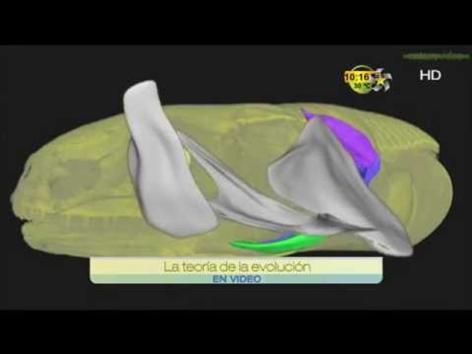 Viva Media (Teoría de la evolución)