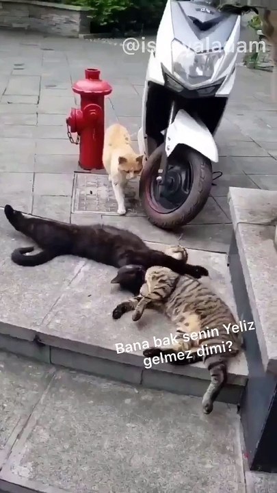 Çapkınlık yaparken eşine basılan kedi 