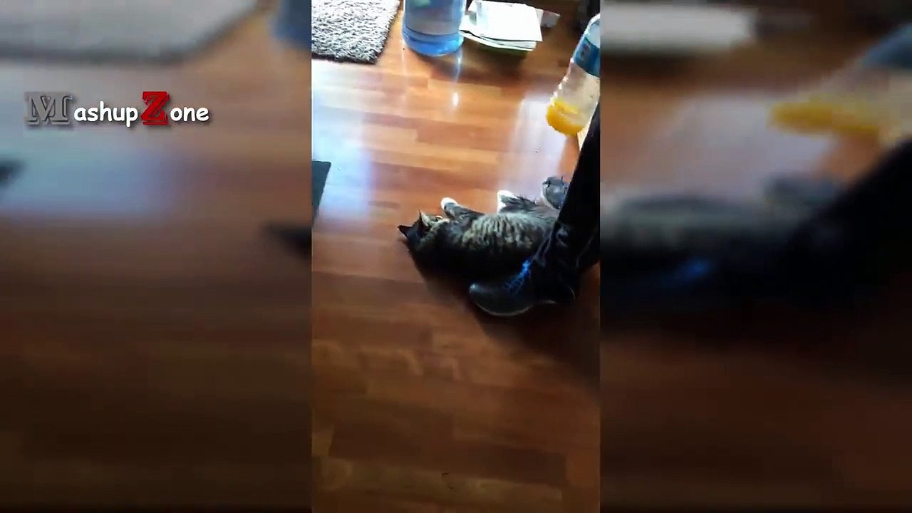 Funny Cat Videos Funny Cats 2019