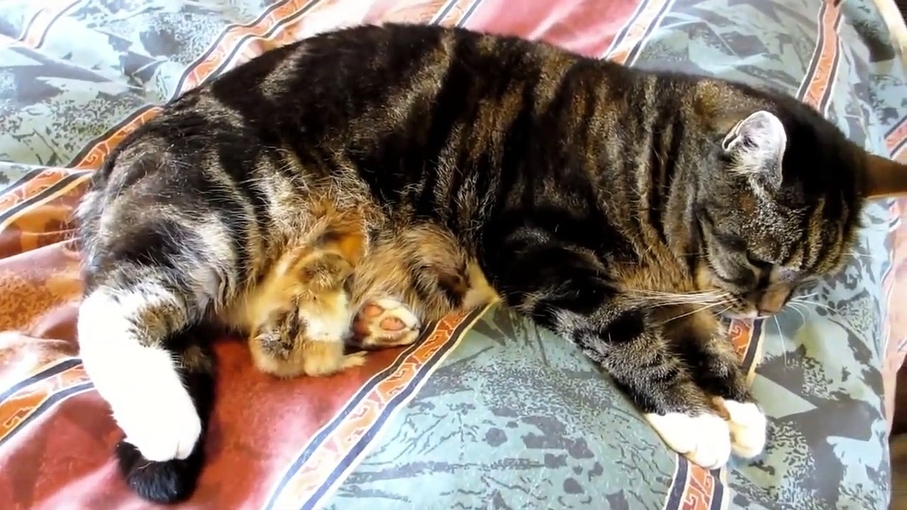 Chicken  and Cat the best of friends