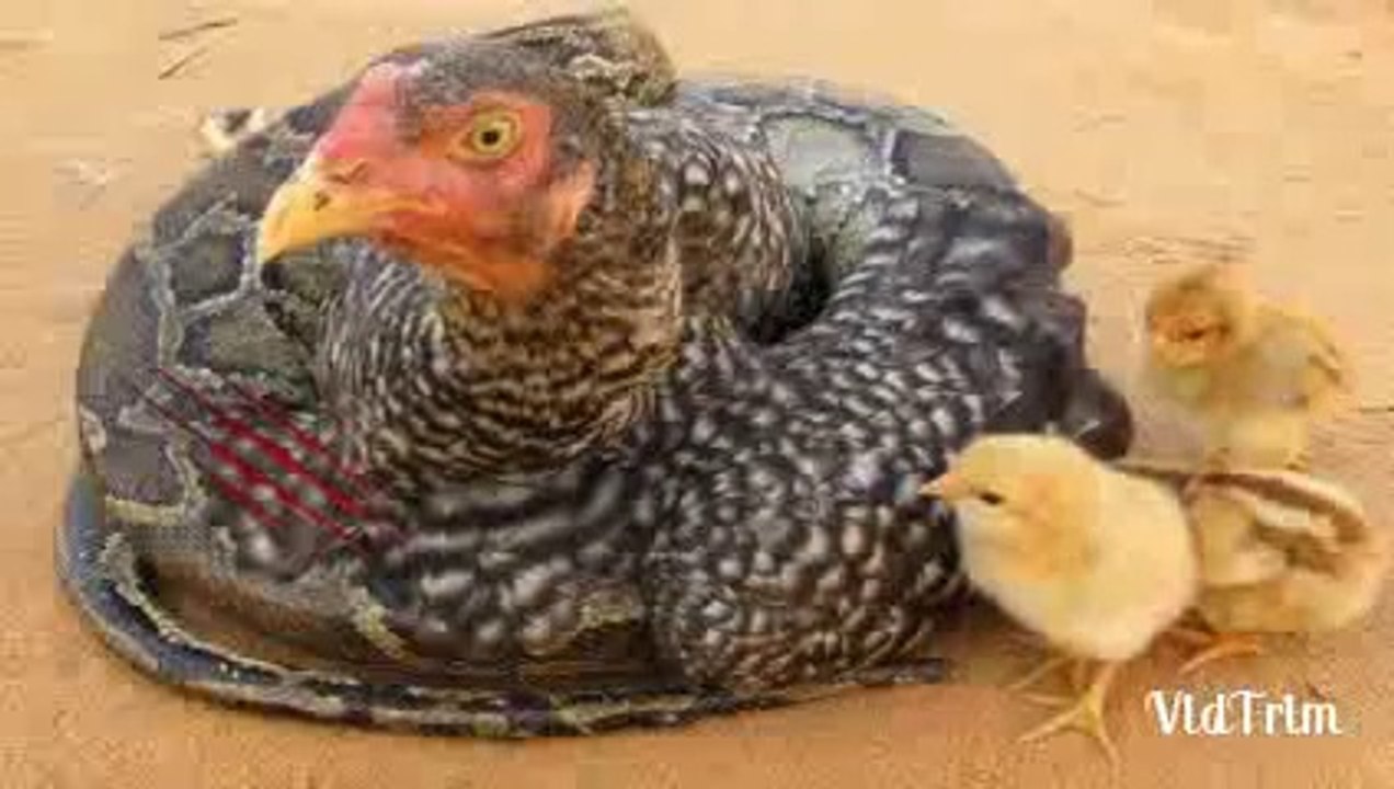 Primitive_Man_Saves_Chicken_From_Python_Attack