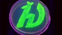 Scientists Have Developed A New Kind Of 'Glowing' Protein