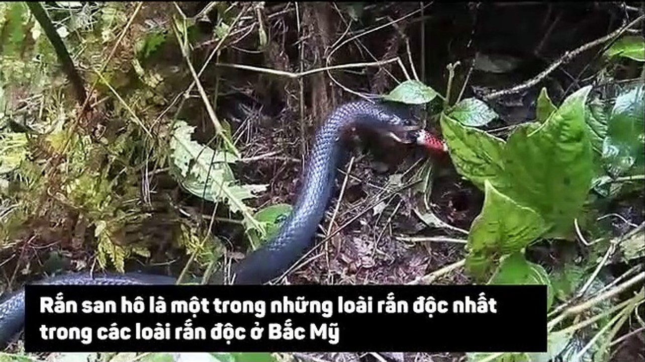 Rắn hổ mang ăn rắn san hô cực độc