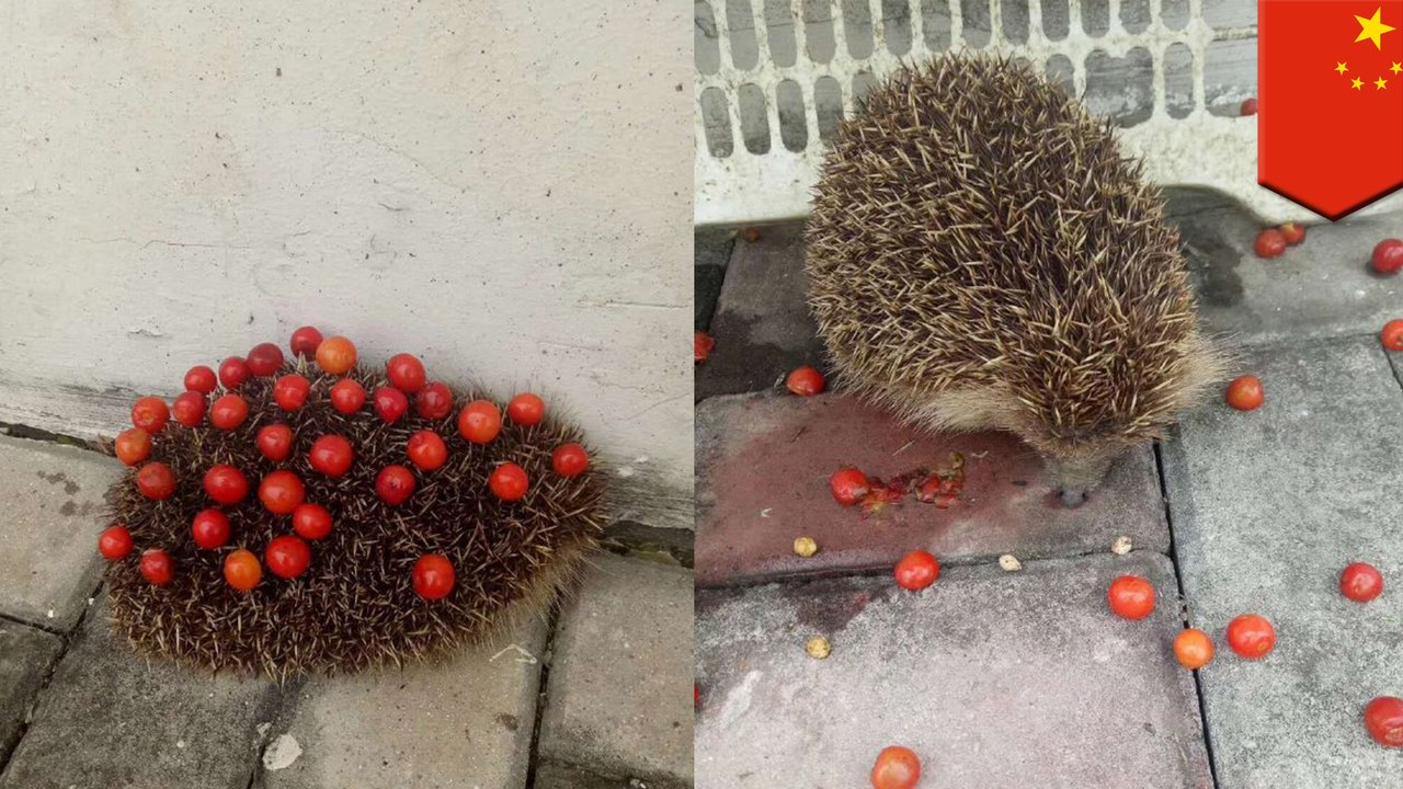 警察署でチェリーを盗み食いするハリネズミ - トモニュース