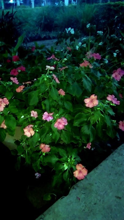 flowers and plants from Vietnam! with the family sitting and talking.