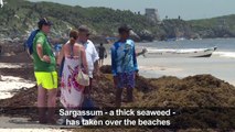 Stinky seaweed threatens Mexico's pristine beaches