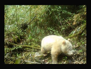 Fotografían por primera vez un oso albino