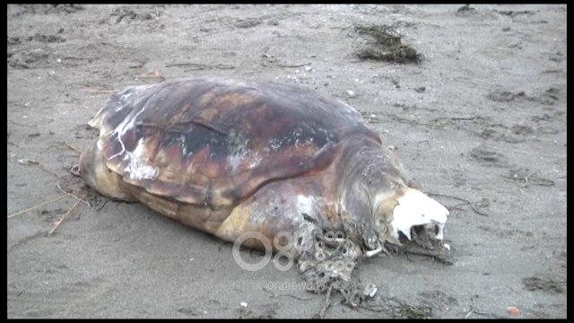 RTV Ora - Pa kokë dhe këmbë, deti nxjerr në breg breshkën e ngordhur 50 kilogramëshe
